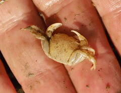 Hemigrapsus oregonensis