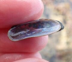 Zelithophaga truncata