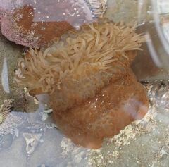 Phlyctenactis tuberculosa