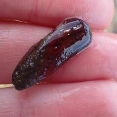 Zelithophaga truncata