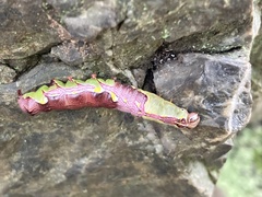 Wilemanus bidentatus