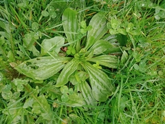 Plantago australis