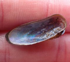 Zelithophaga truncata