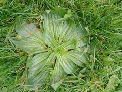 Plantago australis
