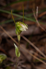 Pterostylis