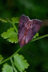 Galgula