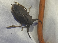 Lethocerus americanus