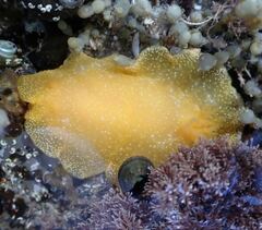 Dendrodoris citrina