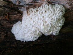 Hypomyces tremellicola