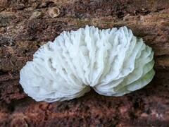 Hypomyces tremellicola