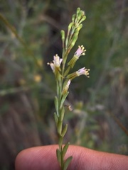 Oenothera curtiflora