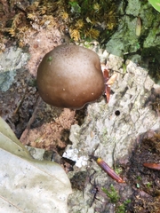 Bolbitius aleuriatus