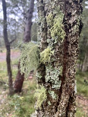 Usnea hirta