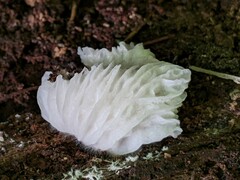 Hypomyces tremellicola