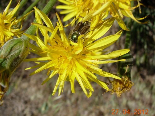 Eulasia nitidicollis · iNaturalist