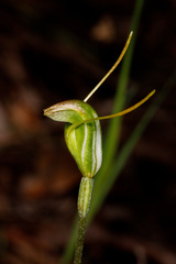 Pterostylis