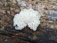 Hypomyces tremellicola