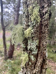 Usnea hirta
