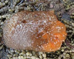 Phlyctenactis tuberculosa