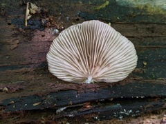 Crepidotus malachius