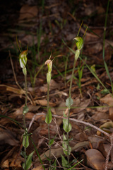 Pterostylis