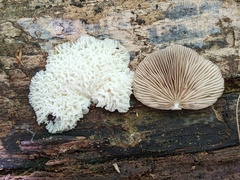 Hypomyces tremellicola