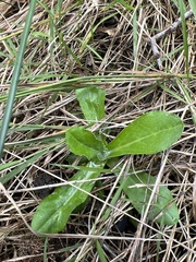 Gamochaeta americana