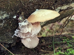 Hypomyces tremellicola