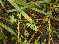 Ranunculus sceleratus