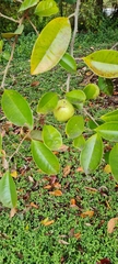 Citrus maxima