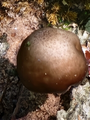 Bolbitius aleuriatus