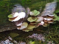 Crepidotus malachius