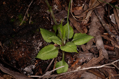 Pterostylis