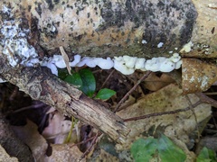 Gloeoporus dichrous