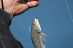 Menticirrhus americanus
