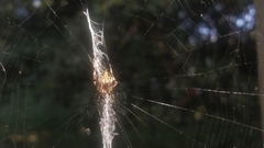 Neoscona domiciliorum