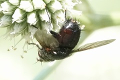 Juriniopsis adusta