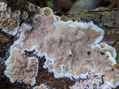 Gloeoporus dichrous
