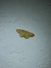 Lambdina fiscellaria