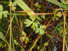 Ranunculus sceleratus