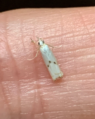 Microcrambus biguttellus