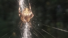 Neoscona domiciliorum