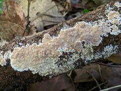 Gloeoporus dichrous