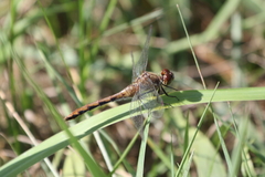Sympetrum