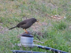 Turdus chiguanco