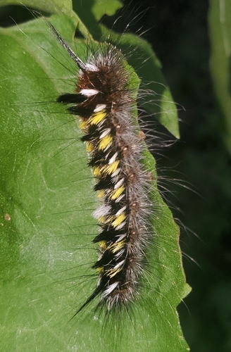 Lined Apatelodes photo 3