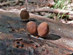 Pluteus longistriatus