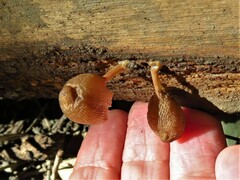 Pluteus longistriatus