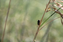 Diceroprocta viridifascia