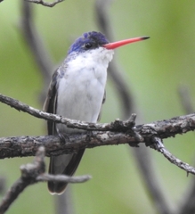 Leucolia violiceps